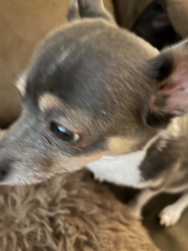 She’s got her eyes on the food bowl in front of her.