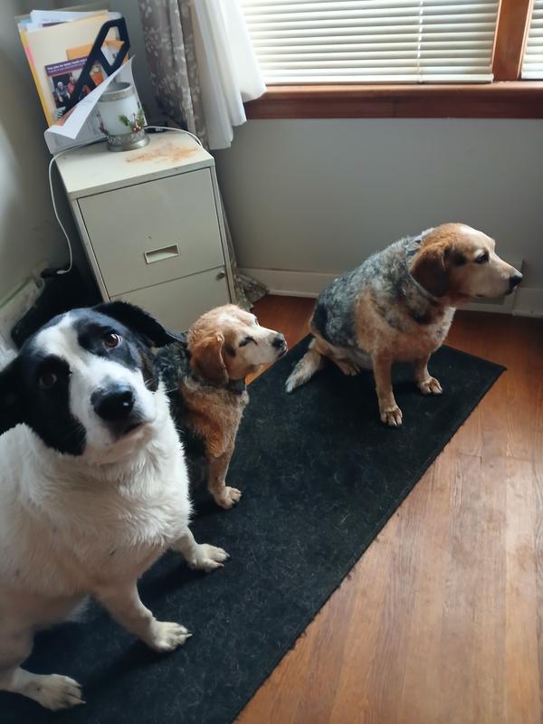 Treat time