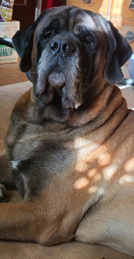 Boscoe approves