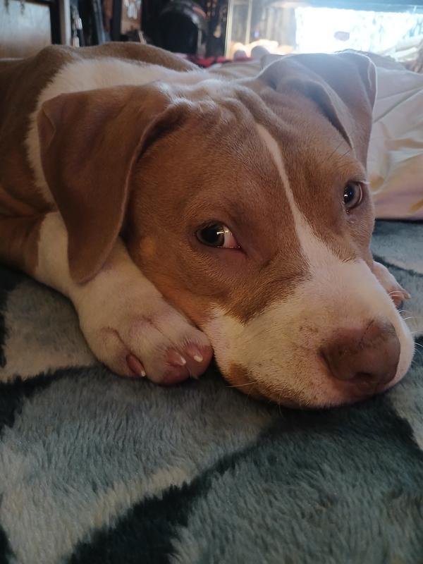 I couldn't get a good picture with the muzzle on because she wouldn't stop moving. lol