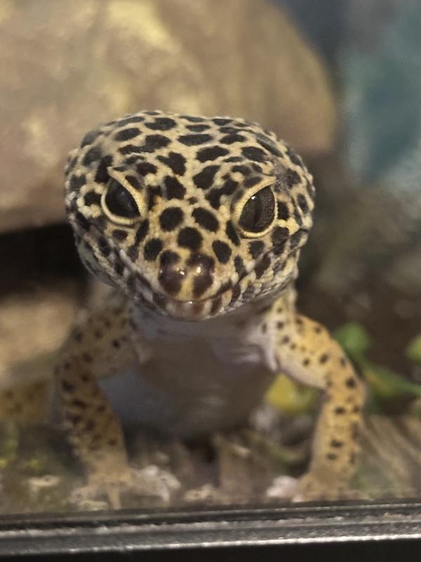 Right above his right eye is the healed scab after 1.5 week of consistent use