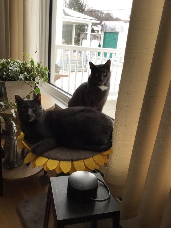 Rain and Reed enjoying being brothers.