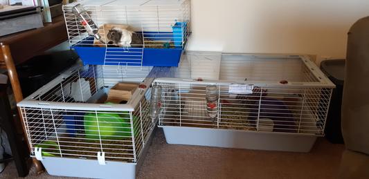 Our guinea pig garden apartments!