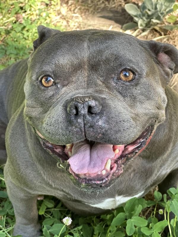 Moxie almost showing off her beautiful teeth.
