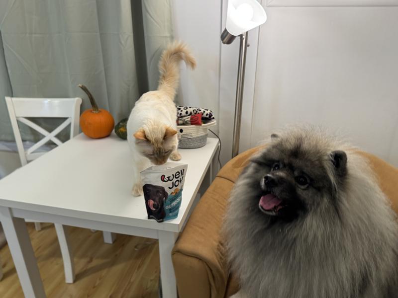 Yogi Bear and Finnegan share a Well Joy moment