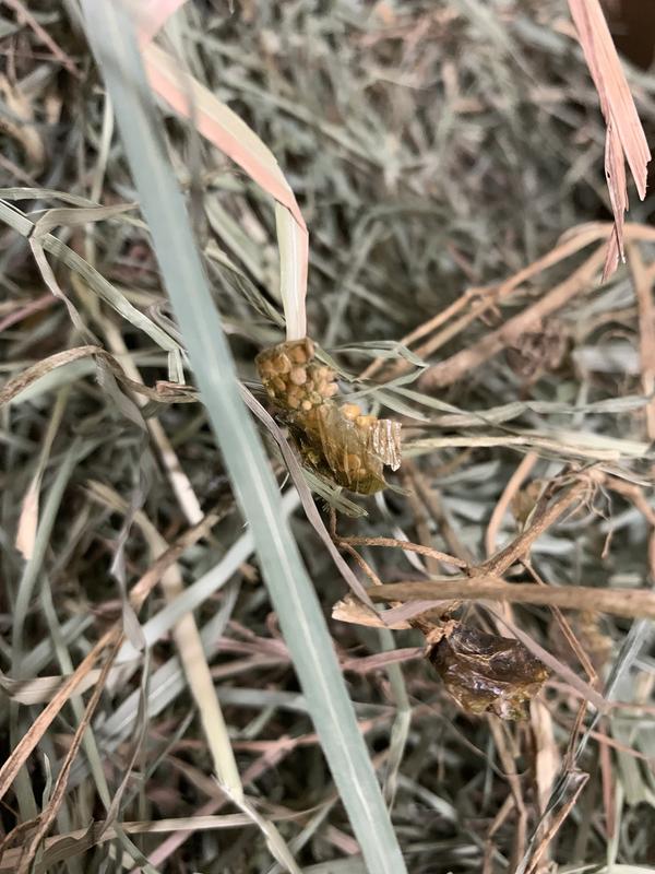 Is that a rotten tomato vine?