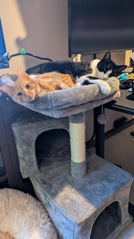 Nothing says “cat condominium” like sharing the view.