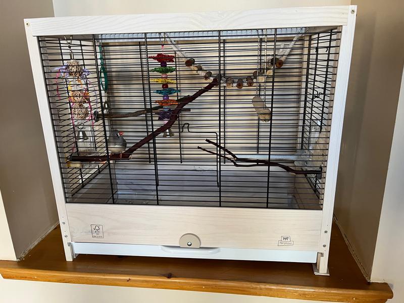 My finch is VERY HAPPY!