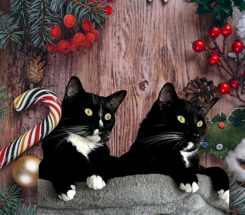 Merry Christmas from Deebo and Mookie.