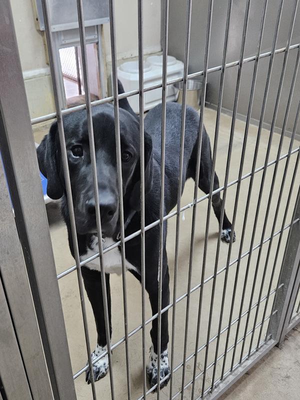 Apollo a 1 yr old Great Dane up for adoption