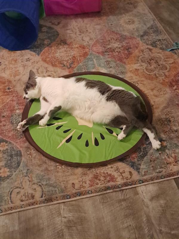 Gin enjoying the kiwi mat