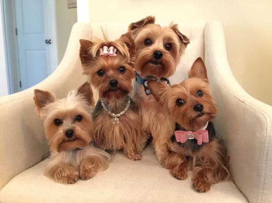 Our sweet yorkies!!