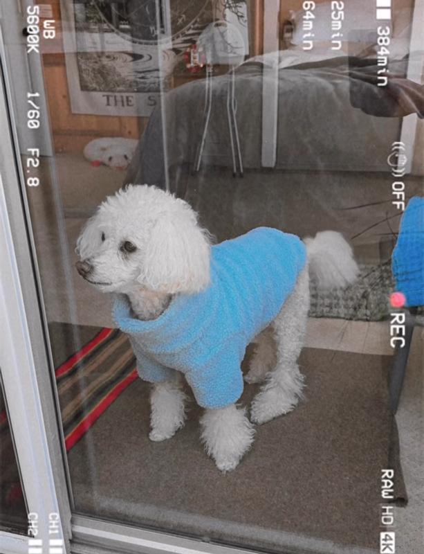 Fluffy friend
