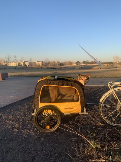 Retrospec Rover Waggin' Pet Bike Trailer - Small & Medium Sized Dogs  Bicycle Carrier - Foldable Frame with 16 Inch Wheels - Non-Slip Floor &  Internal