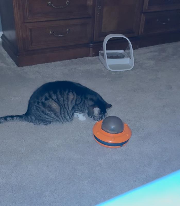 My cat choosing the toy over his full feeder behind him
