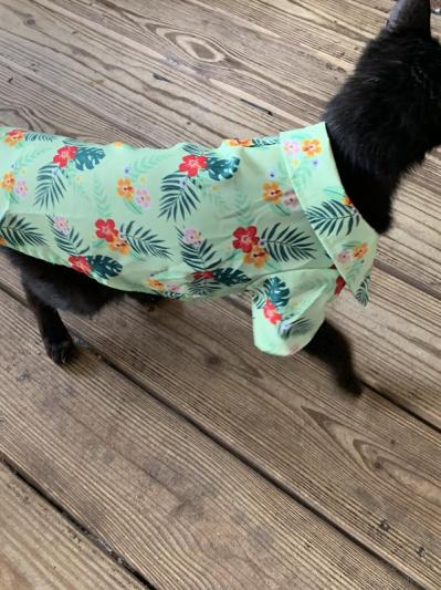 Chewy hawaiian outlet shirt