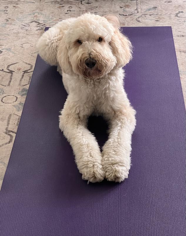 Hazel readies for yoga.