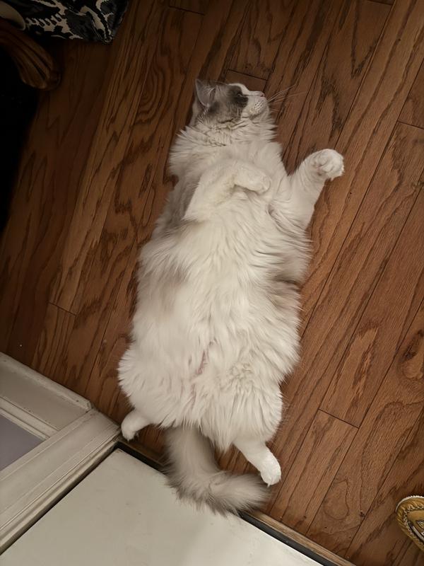 Here’s my 17 pound 12 month old Ragdoll, Rumi in all his floofy glory!