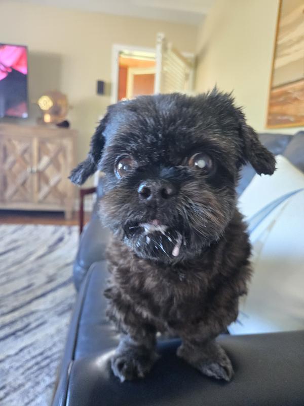 He's so happy eating his duck and sweet potato meal