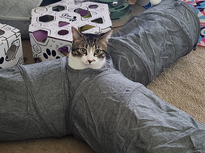 Aspyn using the center hole of their three way tunnel to watch for sister Maizey and keep an eye on his kingdom.