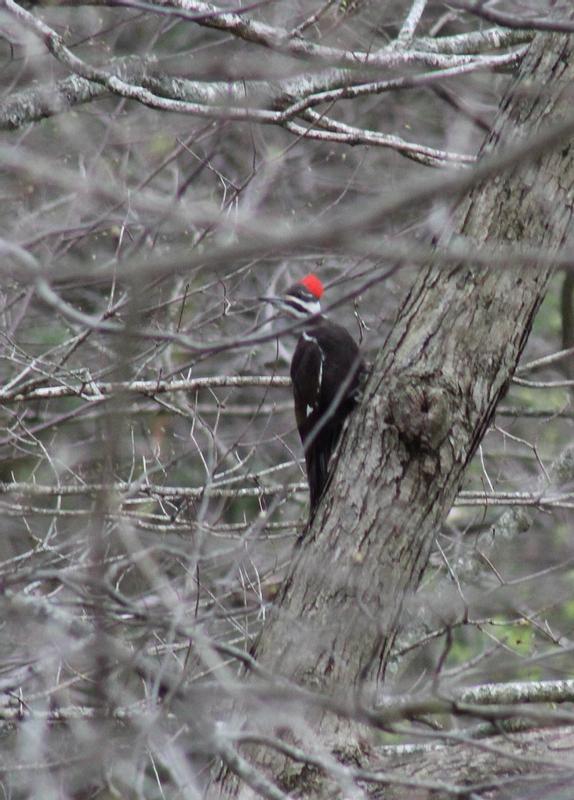 C&S Woodpecker Treat Suet Wild Bird Food, case of 12 - Chewy.com