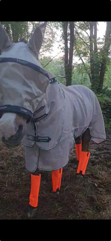 Buddy in his Rambo fly mask. Minus the nose piece.