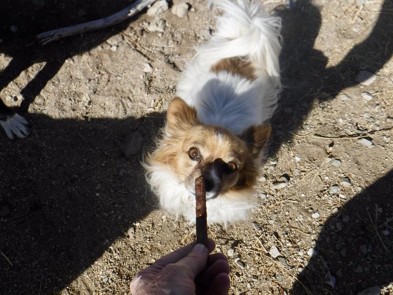 Arguably one of our pickiest eaters, Mattie-K8 didn't hesitate to take her Kismet Jerky Treat.