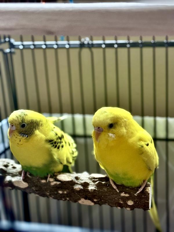 Koko and Kai thank you :)