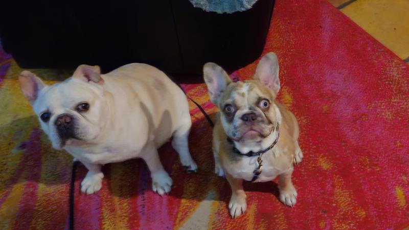 My Number #1 Chewy Fans.