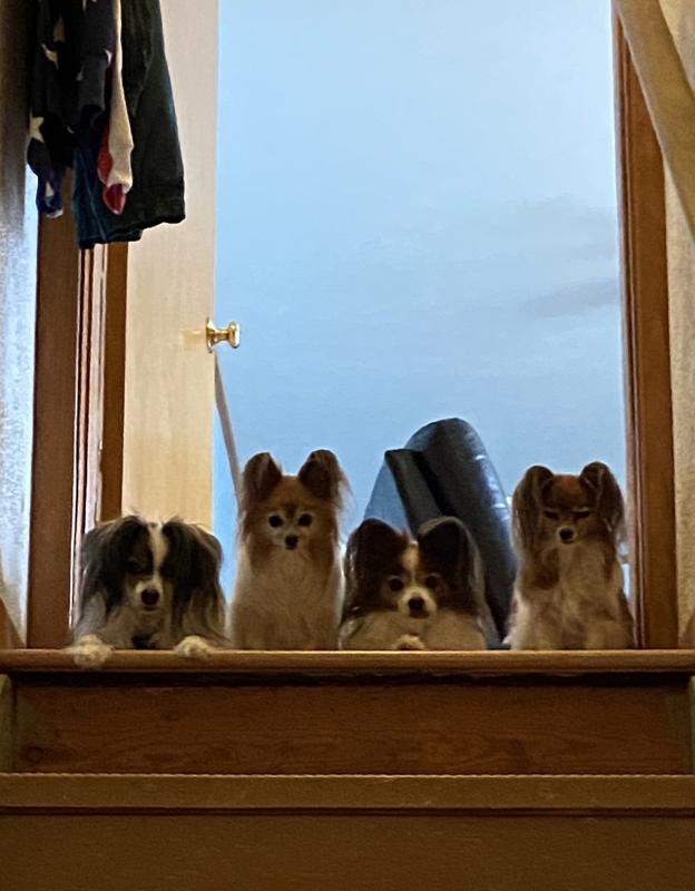 My Papillon Family