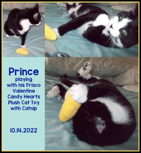 Prince loves catnip toys!