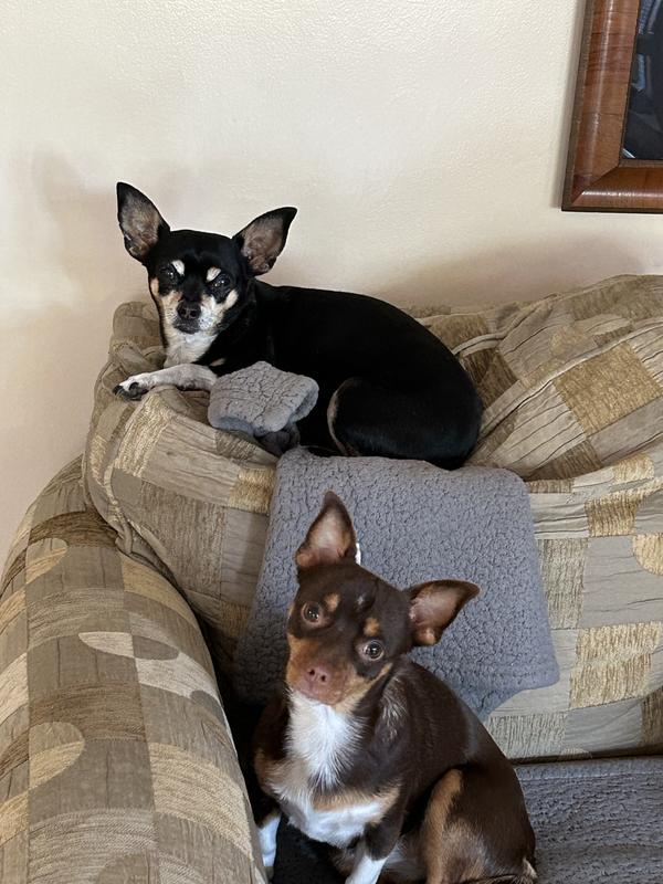 Blu on top is 10 yrs young and Leila is 1yr. Old.