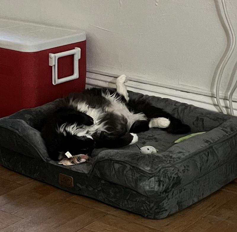 Very relaxed cat…