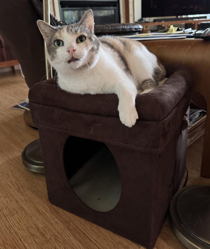 New throne for 11 year old Evie