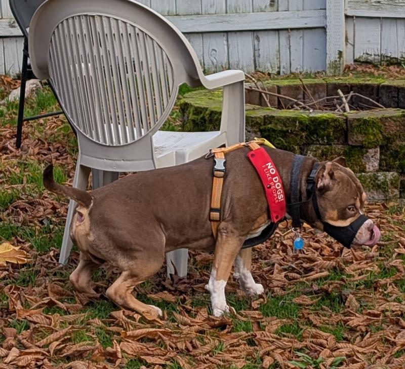 Perfect muzzle for large breeds