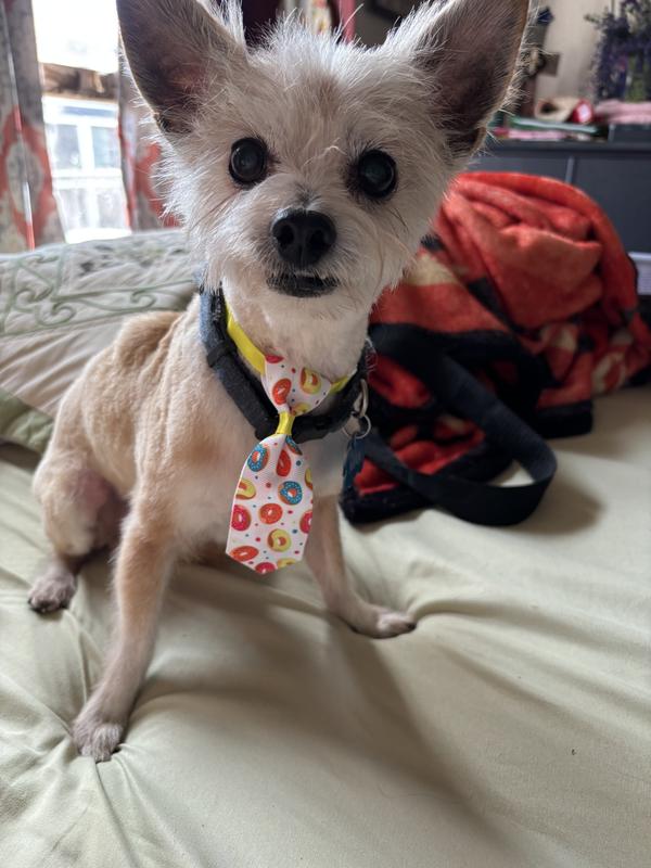 My little senior baby