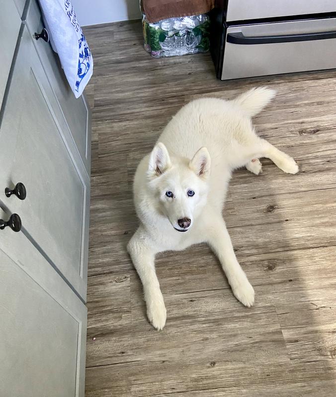 13 year old “puppy”