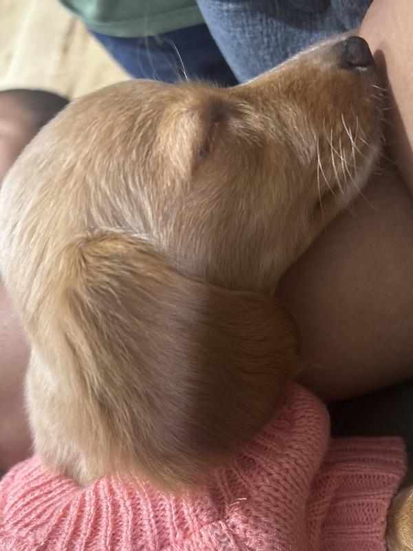 A very happy well trained pup!