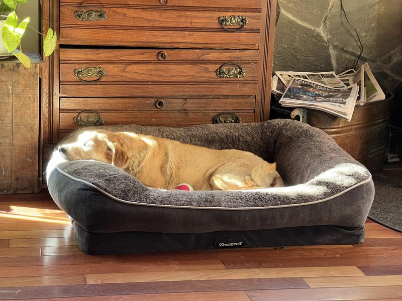 Beautyrest dog bed best sale