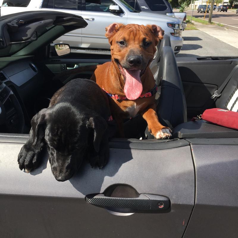 Bear and Bruno in a convertible car ride.