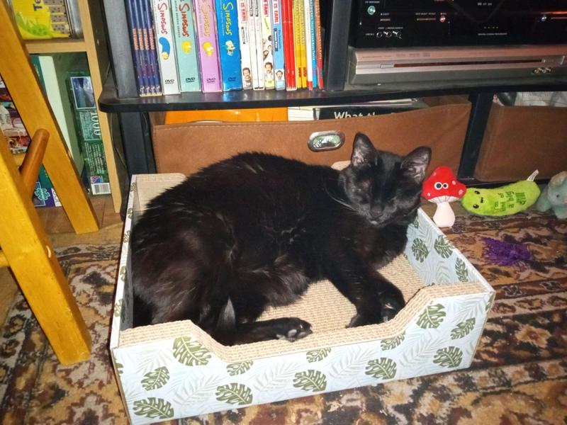 FRISCO StepIn Cat Scratcher Toy with Catnip, Tropical Palms