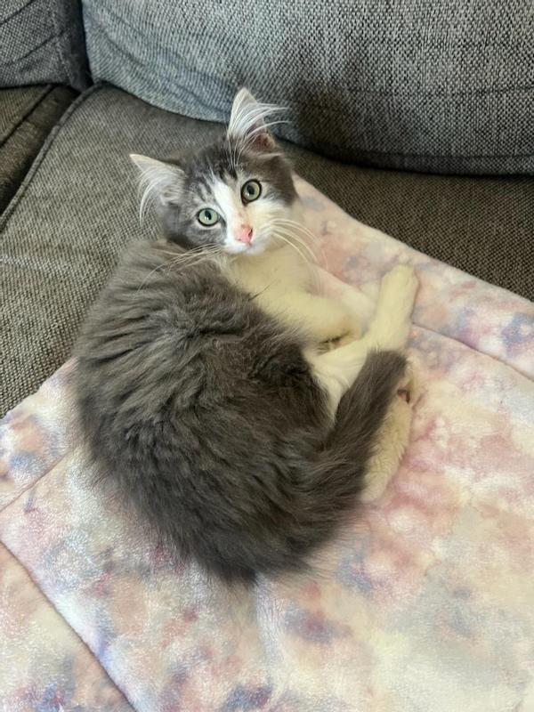 Easy to dose for my 5 month kitten