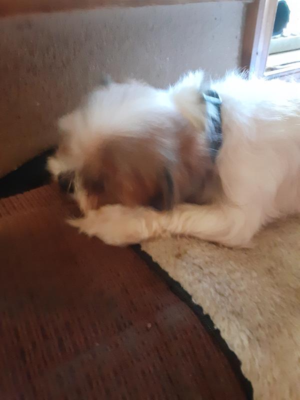 Chippy enjoying his treat