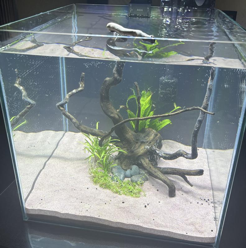 White light/blue with water