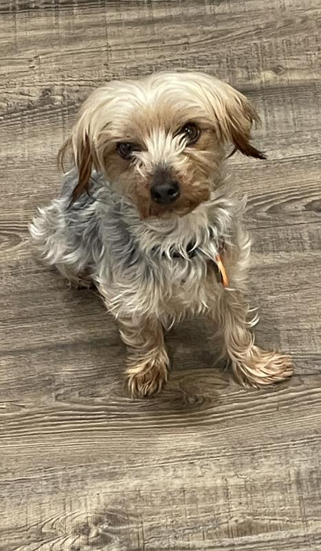 He was waiting for his harness. It is so comfy and he loves it.