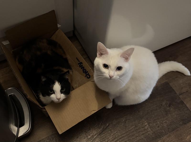 KONG Blissy Mesh Ball Cat Toy with Catnip, Purple - Chewy.com