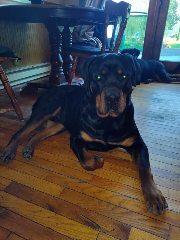 KONG Twistz Ball Dog Toy, Large