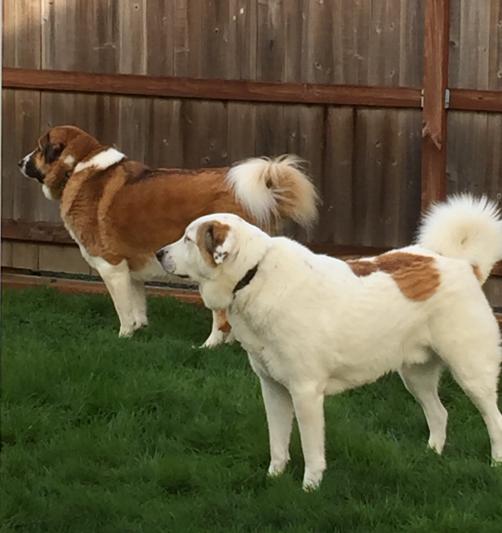 Raider (175 lbs in the back) and Freddie  130 lbs.