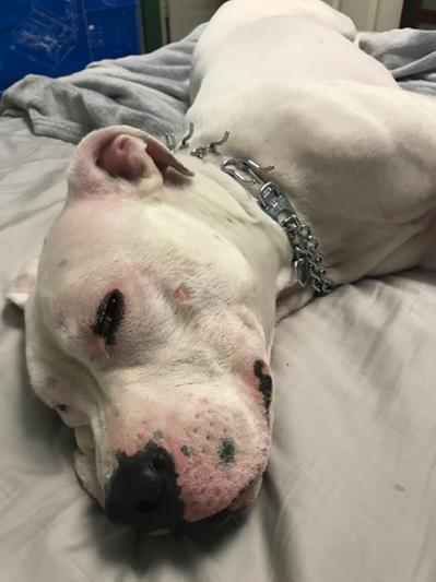 Medium irritation day after a day at doggy daycare with sun and rough play.