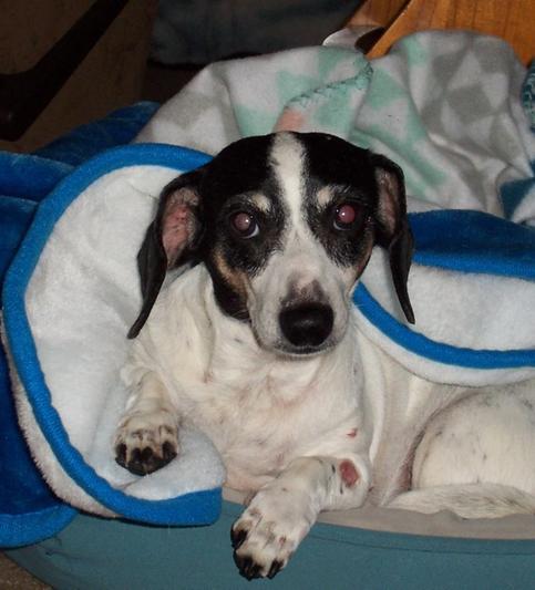 Sweet Daisy, approx. 9 years old (2017)